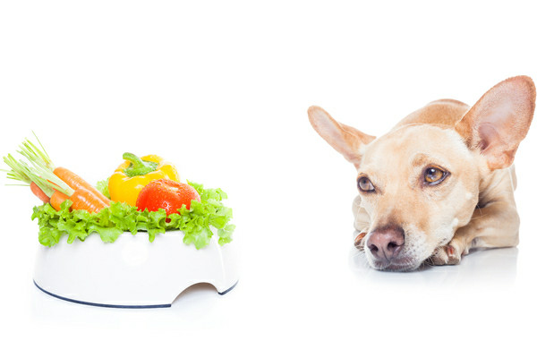 Κλινικη Διαιτα σκυλου