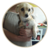 human pet story mpella