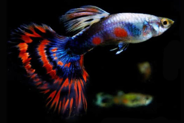 guppies