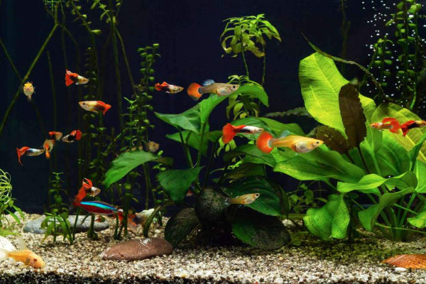 guppies