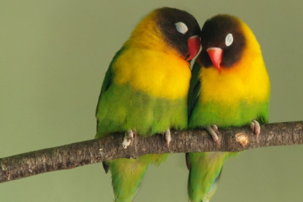lovebirds