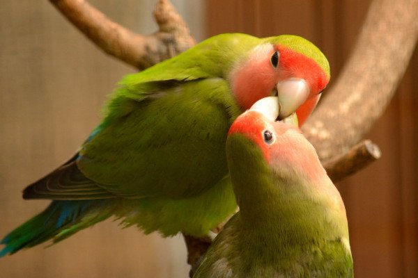 lovebirds