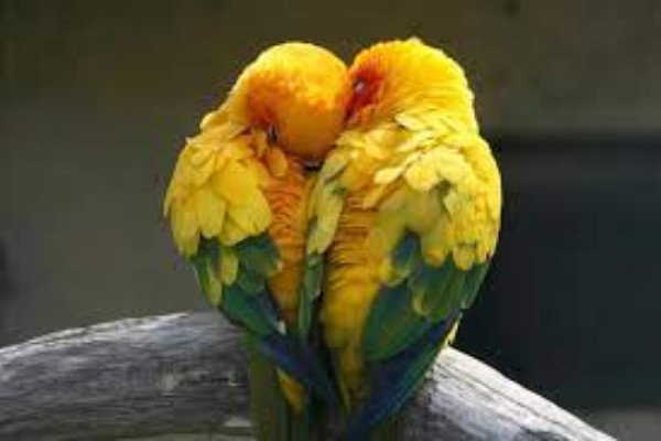 lovebirds