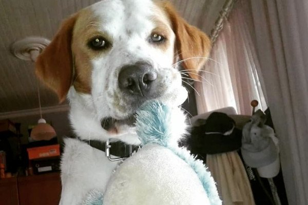 imerologio enos skylou