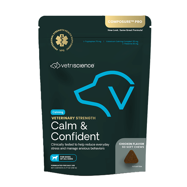 calm and confident dog
