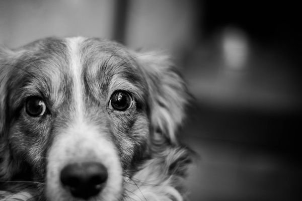 Neuro Support Ο Φυσικός Σύμμαχος για το Νευρικό Σύστημα & τη Νοητική Λειτουργία του Σκύλου σας (1)