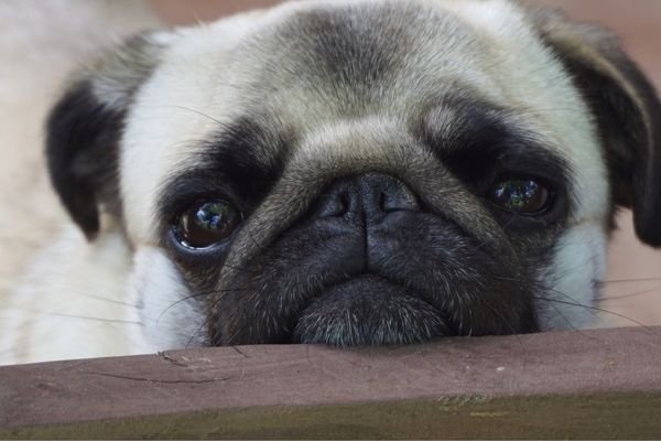Ενίσχυση Ανοσοποιητικού Σκύλου