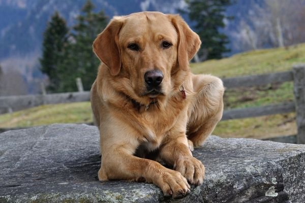 Οστεοαρθρίτιδα και σκυλος