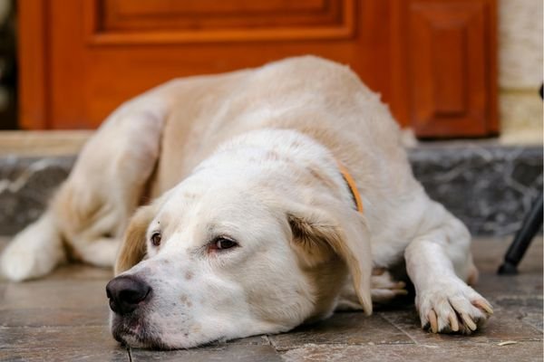 Πεπτικό Σύστημα Σκύλου