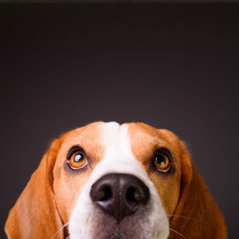 Συμπεριφορά & Ψυχολογία Σκύλου