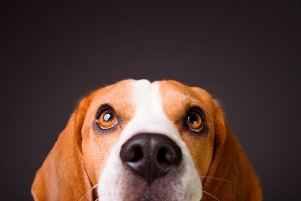 Συμπεριφορά & Ψυχολογία Σκύλου