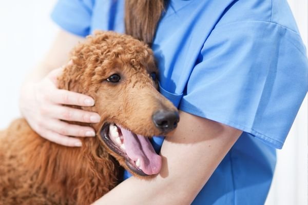 Υγεία Νεφρών & Ουροποιητικού Συστήματος Σκύλου