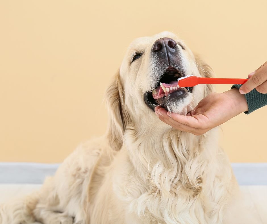 Η Κακοσμία στο Στόμα του Σκύλου Σας (2)
