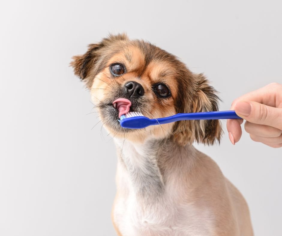 Η Κακοσμία στο Στόμα του Σκύλου Σας