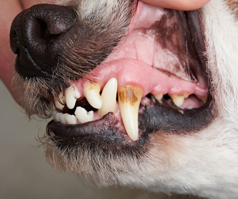 Ολοκληρωμένη Στοματική Υγιεινή Σκύλου