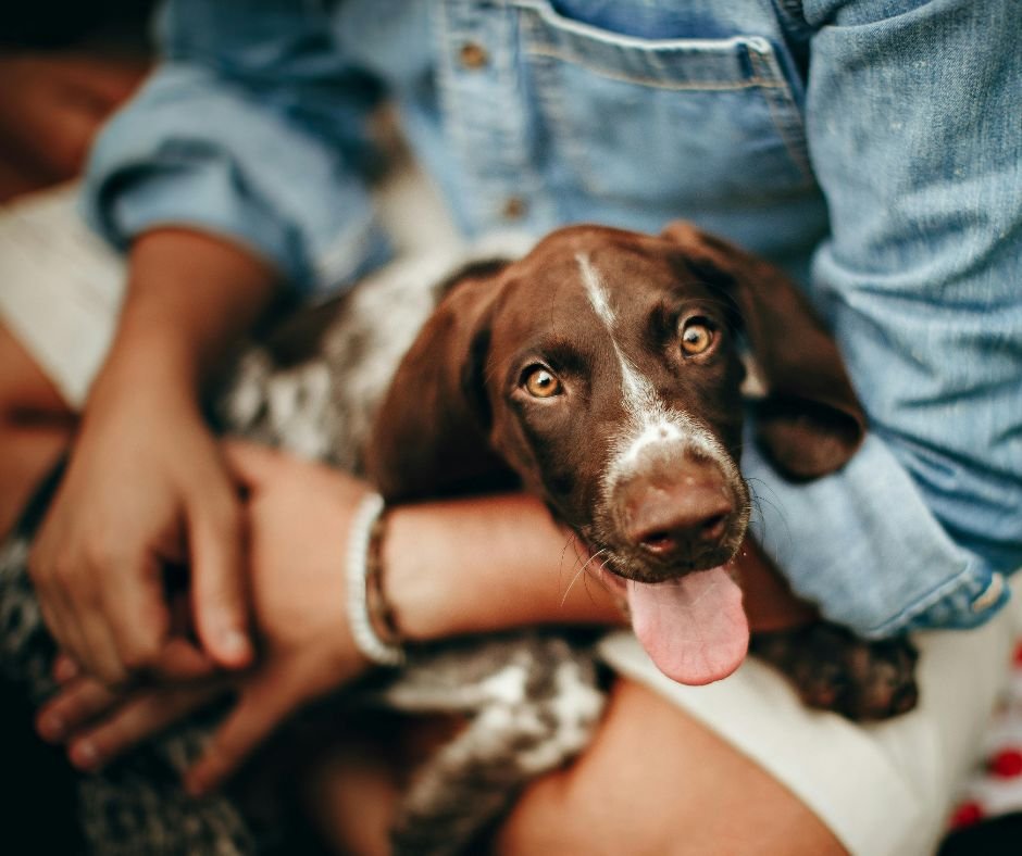 Πεπτικά Προβλήματα στους Σκύλους