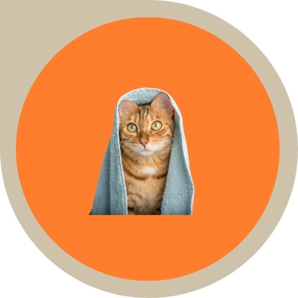 ΥΓΙΕΝΙΗ ΓΑΤΑΣ