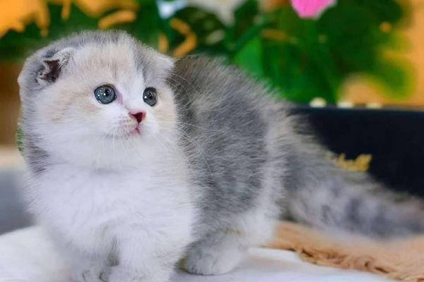 Γάτα και Άγχος: Κατανόηση της ψυχολογίας τους & τρόποι να ηρεμήσει