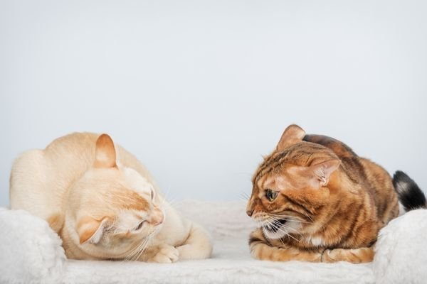 Επιθετική συμπεριφορά στη γάτα Αιτίες, αντιμετώπιση και συμπληρώματα διατροφής (6)