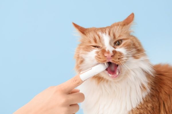 Στοματική Υγιεινή Γάτας Συμπληρώματα για Δόντια & Ούλα