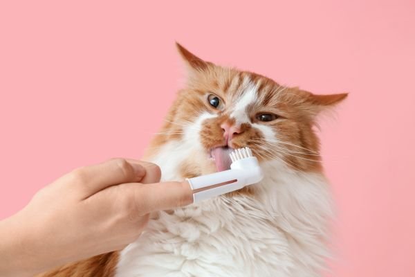 Στοματική Υγιεινή Γάτας | Συμπληρώματα για Δόντια & Ούλα