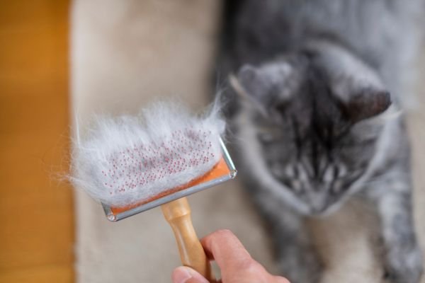 Τριχόμπαλες στη γάτα: Πότε να ανησυχήσετε και τρόποι αντιμετώπισης