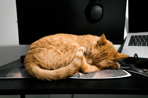 Διάρροια, φούσκωμα & δυσκοιλιότητα στη γάτα: Πώς τα συμπληρώματα μπορούν να βοηθήσουν