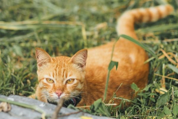 Συμπληρώματα διατροφής για νεφρά και ουροποιητικό γάτας. Υποστηρίζουν νεφρική λειτουργία, pH ούρων και ουροποιητική ισορροπία.