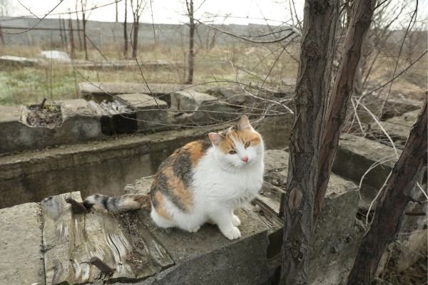 Ουροποιητικό & νεφρά στη γάτα: Συμπληρώματα για φυσική υποστήριξη