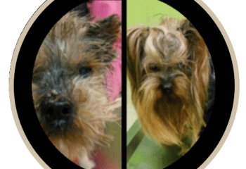 human pet story paco human pet story paco