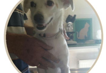 human pet story ntona human pet story ntona