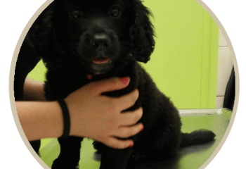 human pet story blacky human pet story blacky
