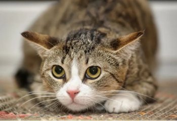 Γάτα και Άγχος: Κατανόηση της ψυχολογίας τους & τρόποι να ηρεμήσει