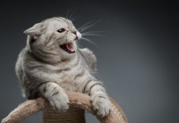 Επιθετική συμπεριφορά στη γάτα: Αιτίες, αντιμετώπιση και συμπληρώματα διατροφής