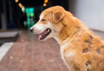 Οδηγός Δερματικών Παθήσεων Σκύλου Οδηγός Δερματικών Παθήσεων Σκύλου