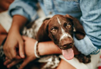 Πεπτικά Προβλήματα στους Σκύλους