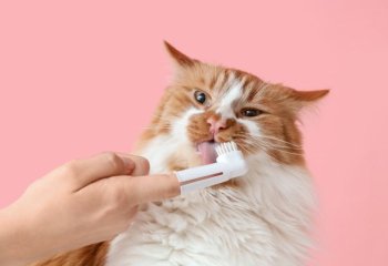 Στοματική Υγιεινή Γάτας | Συμπληρώματα για Δόντια & Ούλα