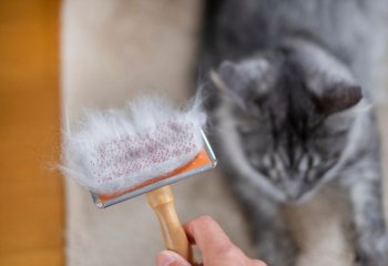 Τριχόμπαλες στη γάτα: Πότε να ανησυχήσετε και τρόποι αντιμετώπισης