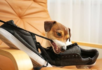 προβλήματα συμπεριφοράς σκύλου